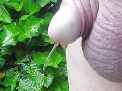 To piss or not to piss