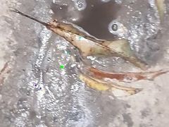 In the jungle, pissing, jacking off in the dark until you cum