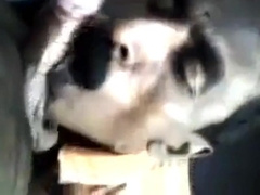 Indian Grandpa sucking 2