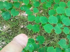 outdoor masturbating