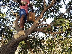 Agriculture Forest Mango tree Gay Romantic video in Hindi language