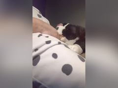 Border Collie Plushie Licks And Makes Onesie Pubby Cum!