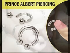 show prince-albert diameter 5.5mm 4ga installation big piercing PA horseshoe ball after ring 4mm