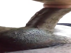 fan sucking my dick