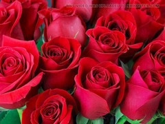 Mature, hd videos, bangladeshi