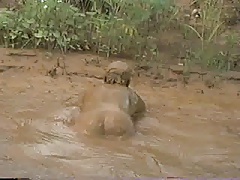 Even More Ass Waves in Mud
