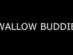 Swallow Buddies