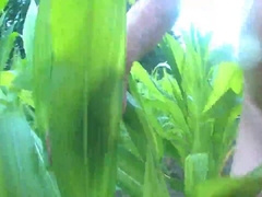 Outdoor Masturbation in Cornfield & Woods0000