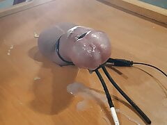 Cock milked on a dinner tray