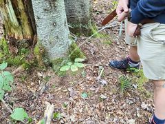 Piss in the woods