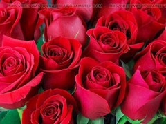 Bangladeshi, gay porn, mature