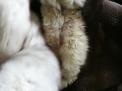 Cum on dirty fox fur