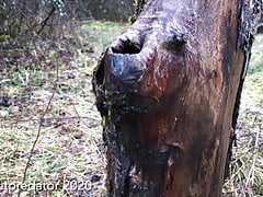 Masturbation in the forest with a hole in a tree trunk