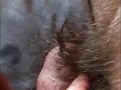 Mature Man Rubbing his Small Hairy Chubby Cock