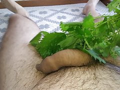 Nettles on the cock