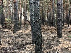 Hooded villain pummels heavy-breathing traveler in the forest HORROR PORNO