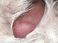Coyote fur pelt masturbation, with cum