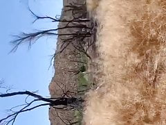 Woods