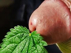 Nettle in urethra