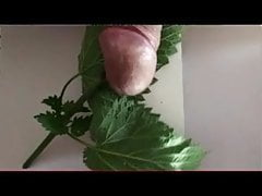 Nettles