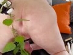 Bearstgt - last nettles