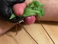 Extraordinary cock and ball torture nibbling nettles jizz
