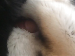 Quick blue fox fur cum shot