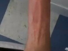 Showing my Algerian Cock