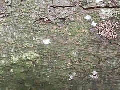 outdoor cum in public wood