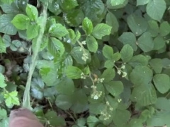 Nosey boys could not fight back my beef whistle and them struggle for my sausage