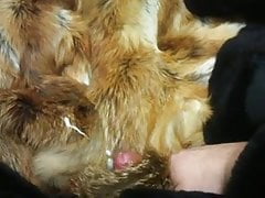 come (cum) on (in) fur coat