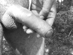Forest PEE Grayscale