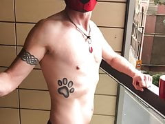 TiBo Alpha Dog on the Balcony