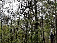 guy andkvcat in the woods on a dildo