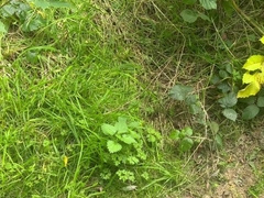 Seducing a married dude in the forest