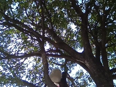 Thick Mango steamy man indian