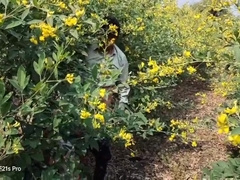 College Students - Indian Threesome Gay - Three Romance Each Other In A Flower Field During Their Afternoon Break - Gay Movie