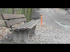 bench in the wood