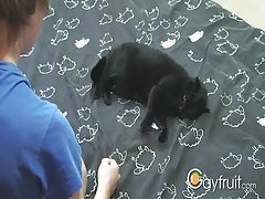 Run away from the cat