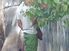 orninar que vergota
