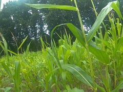 wanking in the cornfield and cumming in the woods 7