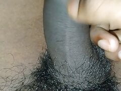 Indian Cock
