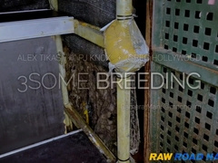 THREE WAY BREEDING