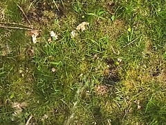 Naked walk in woods for almost an hour got me horny, huge cumshot near end