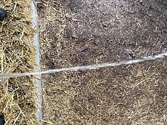 Pissing in the Shed