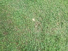 Cum and piss at the ball field.