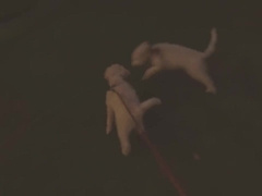 Hung Pakistani Top Fuck Thicc Bottom In Public Which Neighbor Enjoying The View