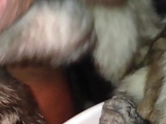 THE FOX FUR STROKE