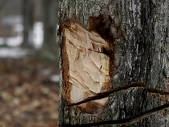 Lumberjacks Ryan and Pierre