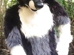 Wolf In the Woods